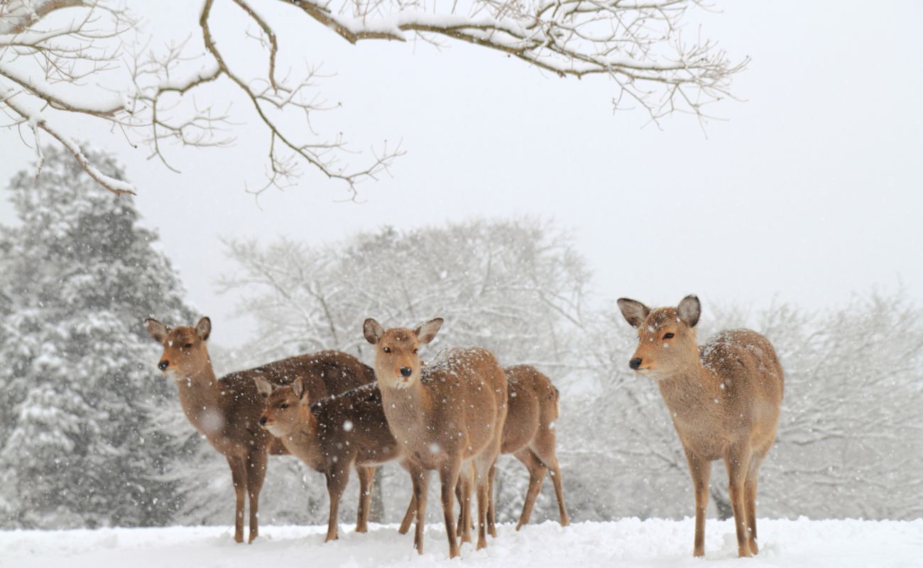 Winter-Deer